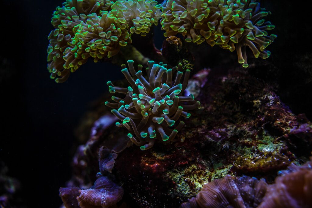 沖縄でみられる珊瑚（サンゴ）は300種類！主な珊瑚（サンゴ）の種類を紹介！ | coralMD