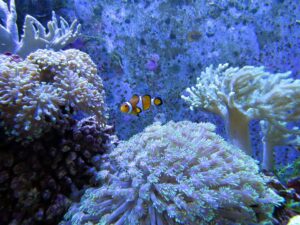 三菱商事が取り組むサンゴ礁保全プロジェクト

