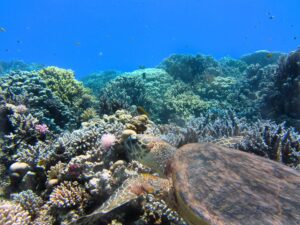 海の日にちなみサンゴに関するイベントを紹介
