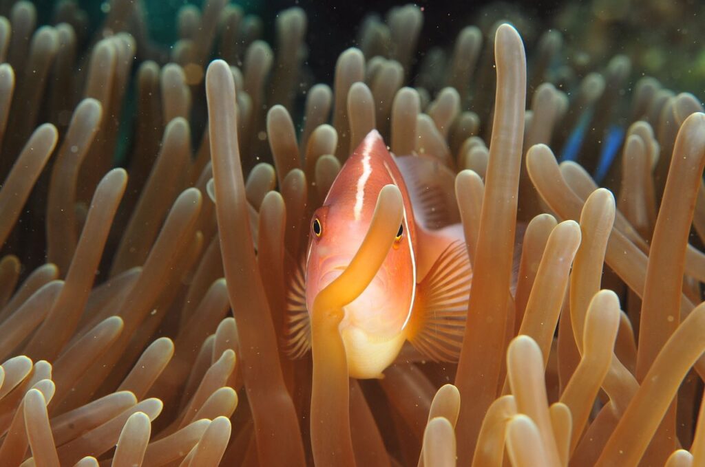 モルディブの自然をつくっている珊瑚（サンゴ）
