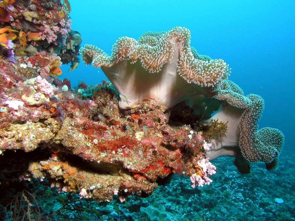 モルディブに生息する美しい珊瑚（サンゴ）礁
