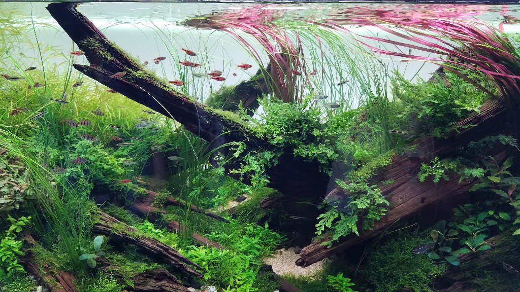 「ネイチャーアクアリウム」の代表ともいえる流木×水草で表現されたアクアリウム「生命をつなぐ」
