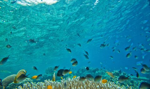 サンゴ礁ランキング1位！インドネシアのコーラル・トライアングルはサンゴと生態系の宝庫