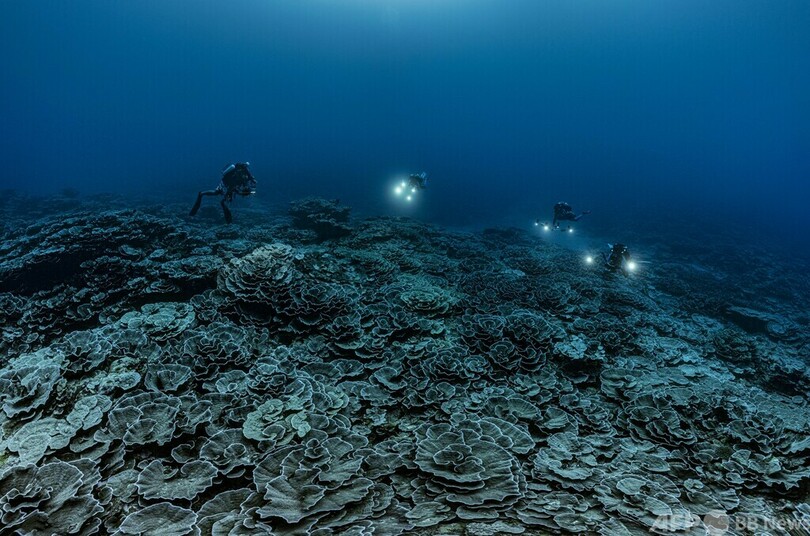 ポリネシアタヒチで発見された新しい世界最大級のサンゴ礁