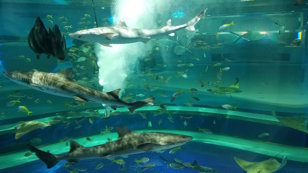 「生命のゆらぎ　MARINE　NOTE」　
正面にある円柱の水槽で悠々と泳ぐエイやサメ