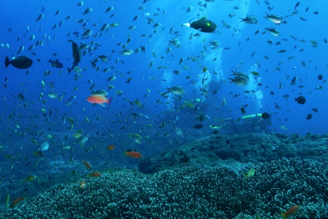 世界のサンゴ礁ランキング第5位！固有種も多く生息するパプアニューギニアのサンゴ礁

